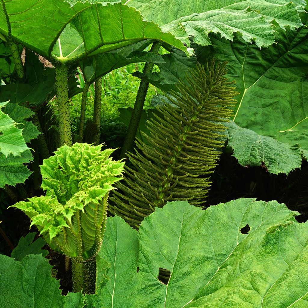 Gunnera manicata - Rhubarbe géante du Brésil