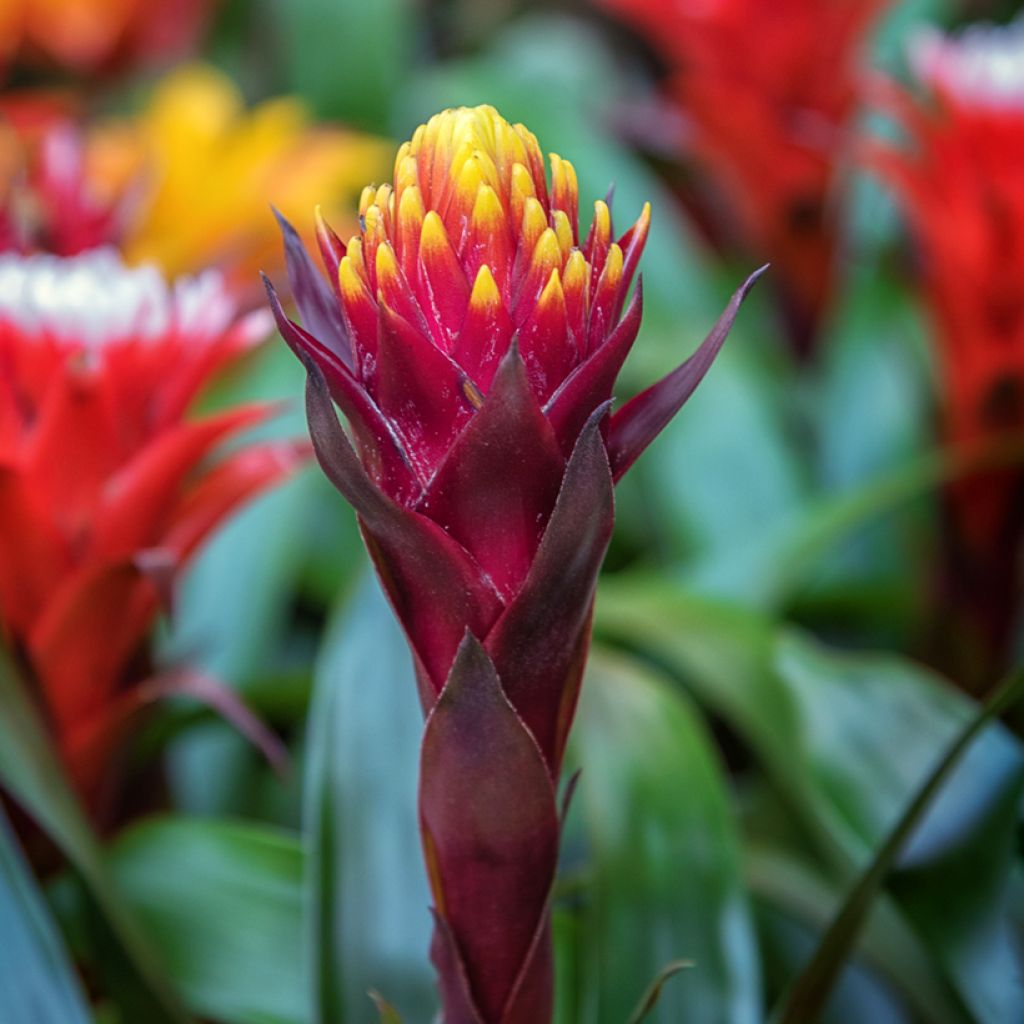 Guzmania Akabar