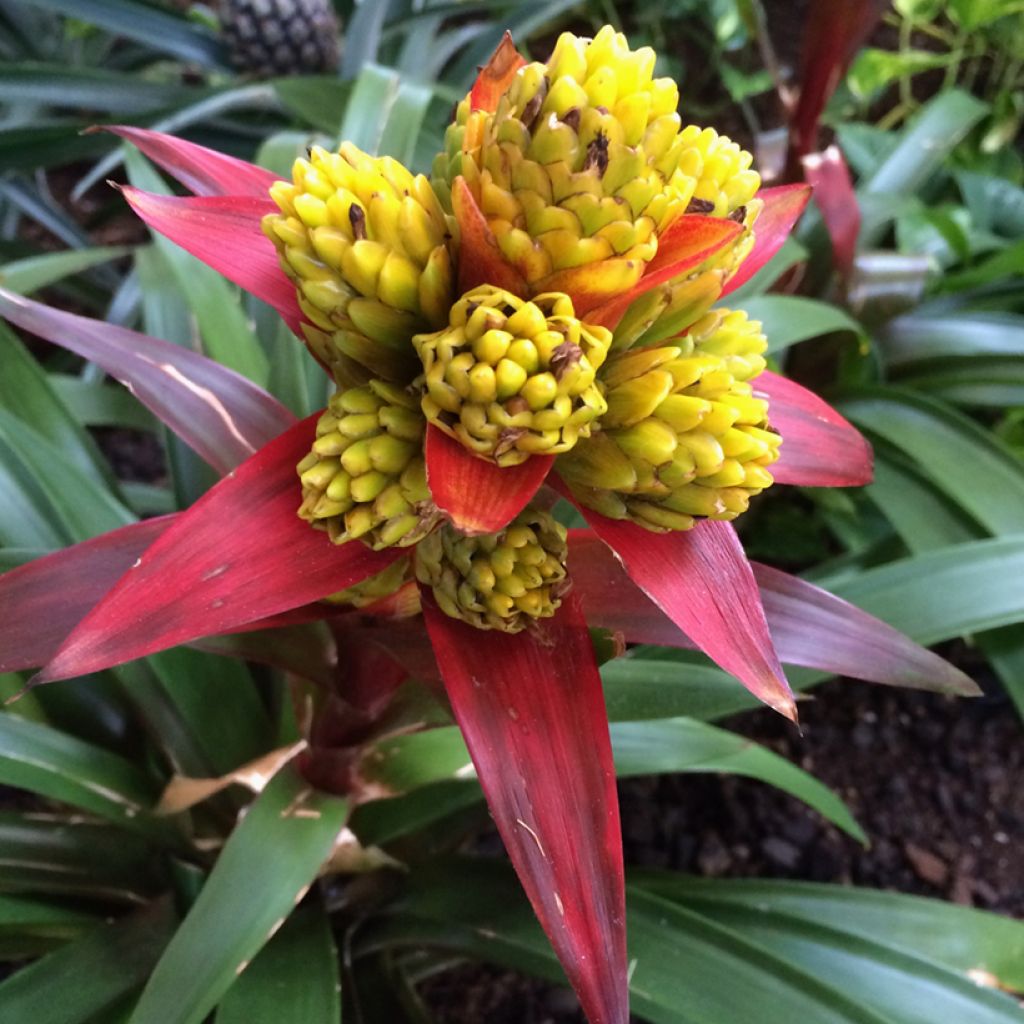 Guzmania Limones
