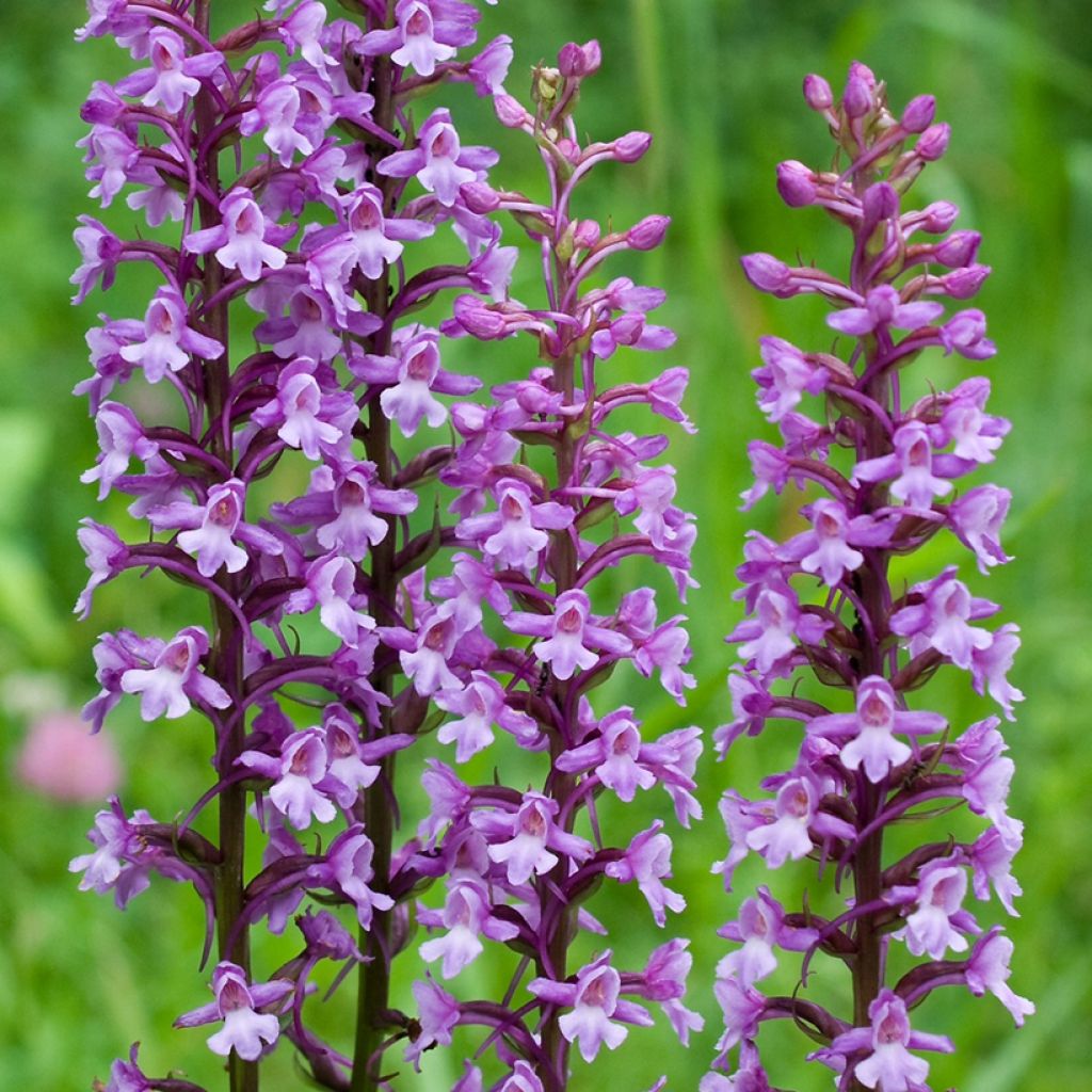 Gymnadenia conopsea - Orchis moucheron