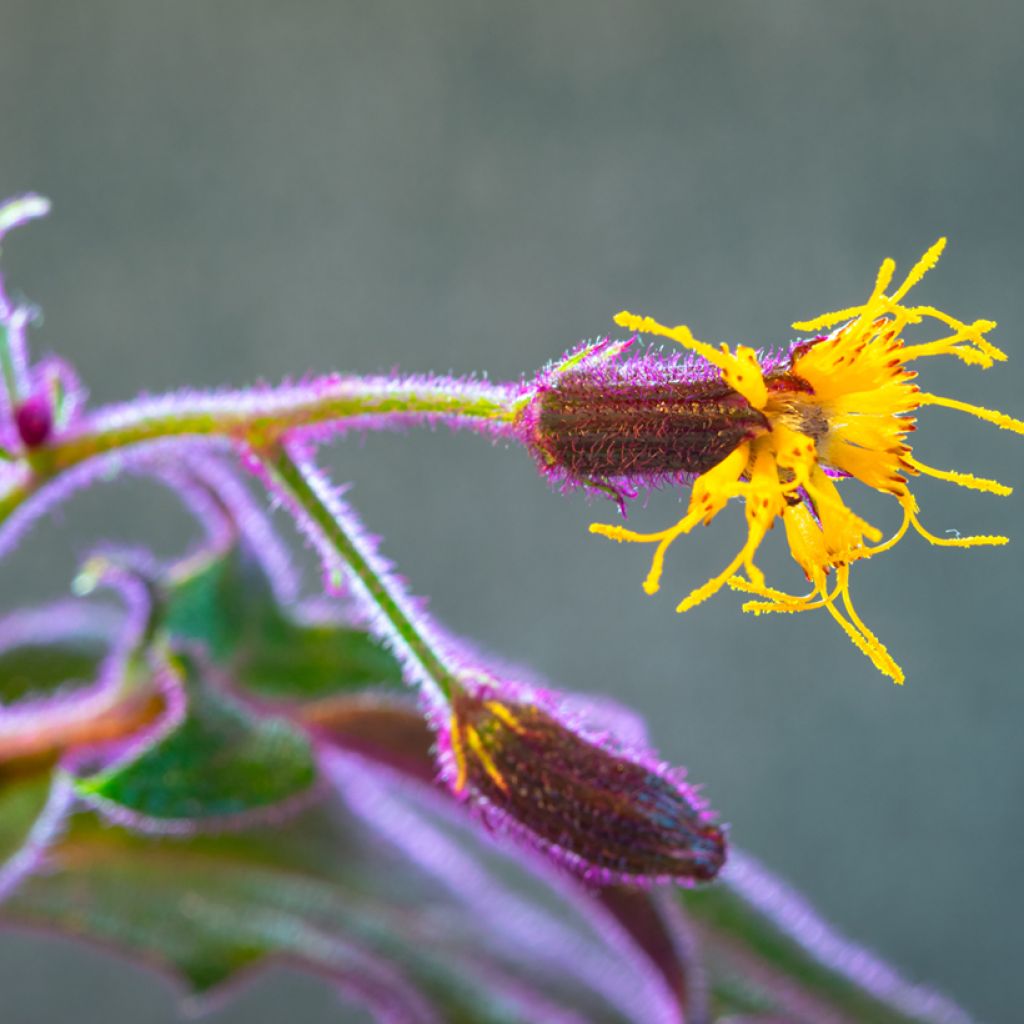 Gynura aurantiaca - Plante-velours