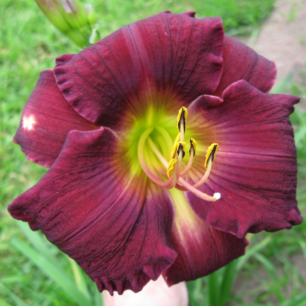 Hémérocalle Bela Lugosi