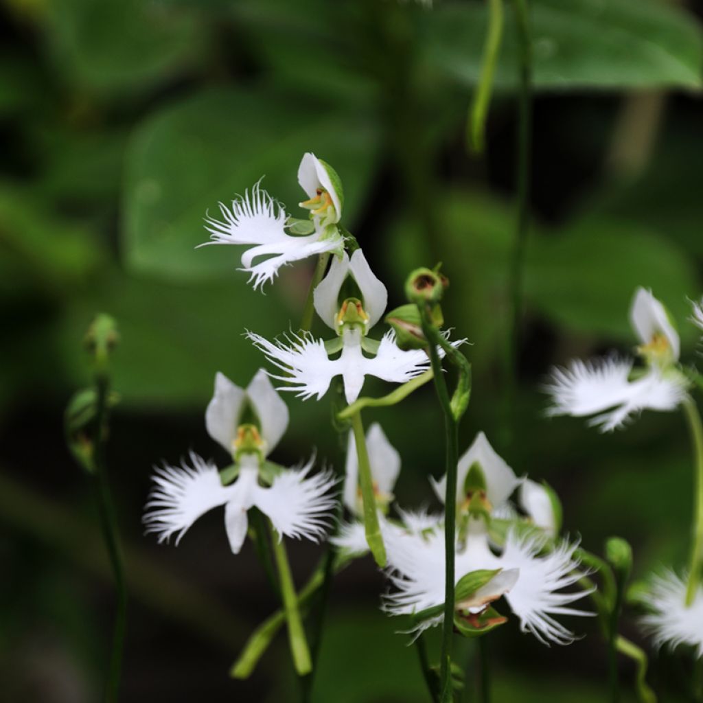 Habenaria radiata - Orchidée colombe