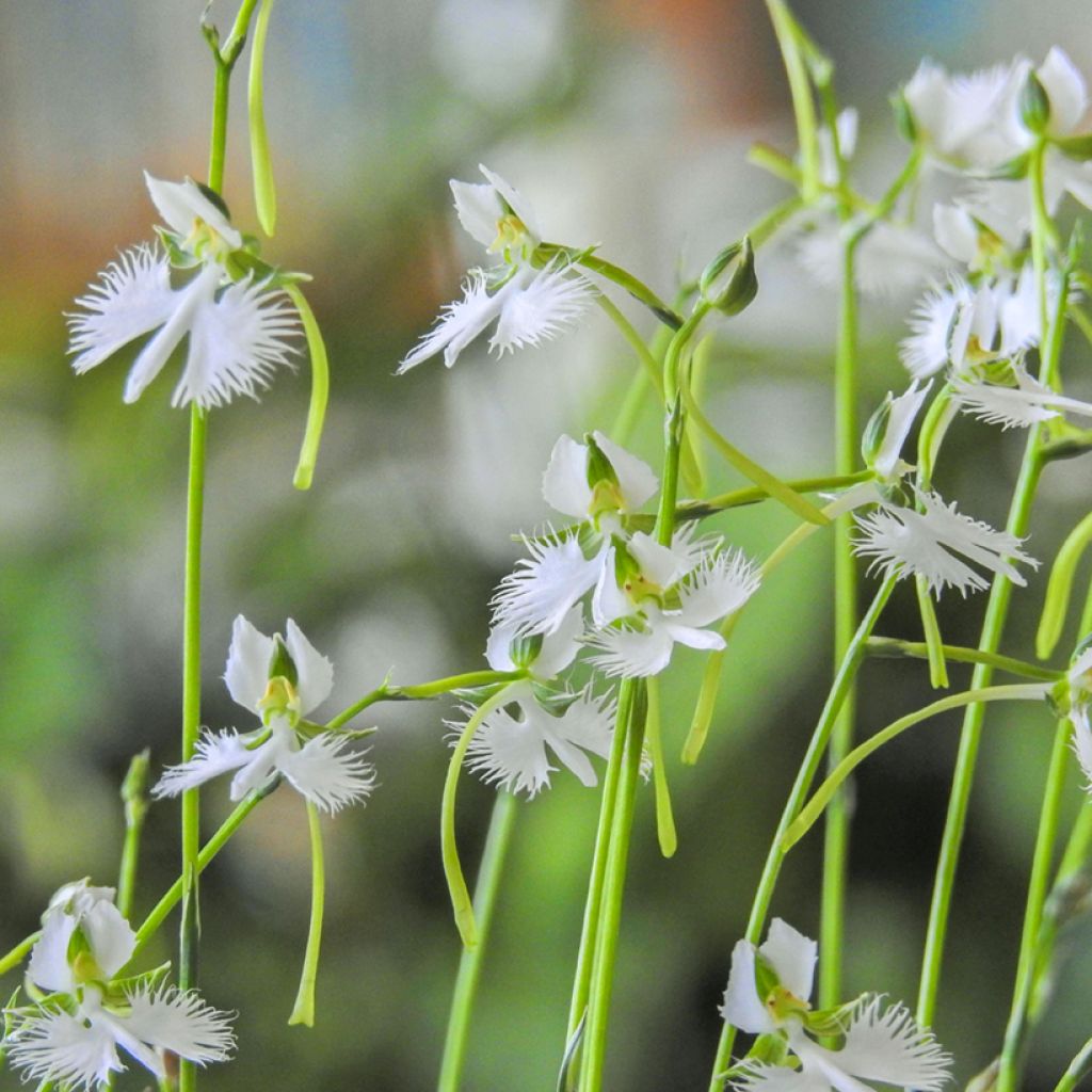 Habenaria radiata - Orchidée colombe