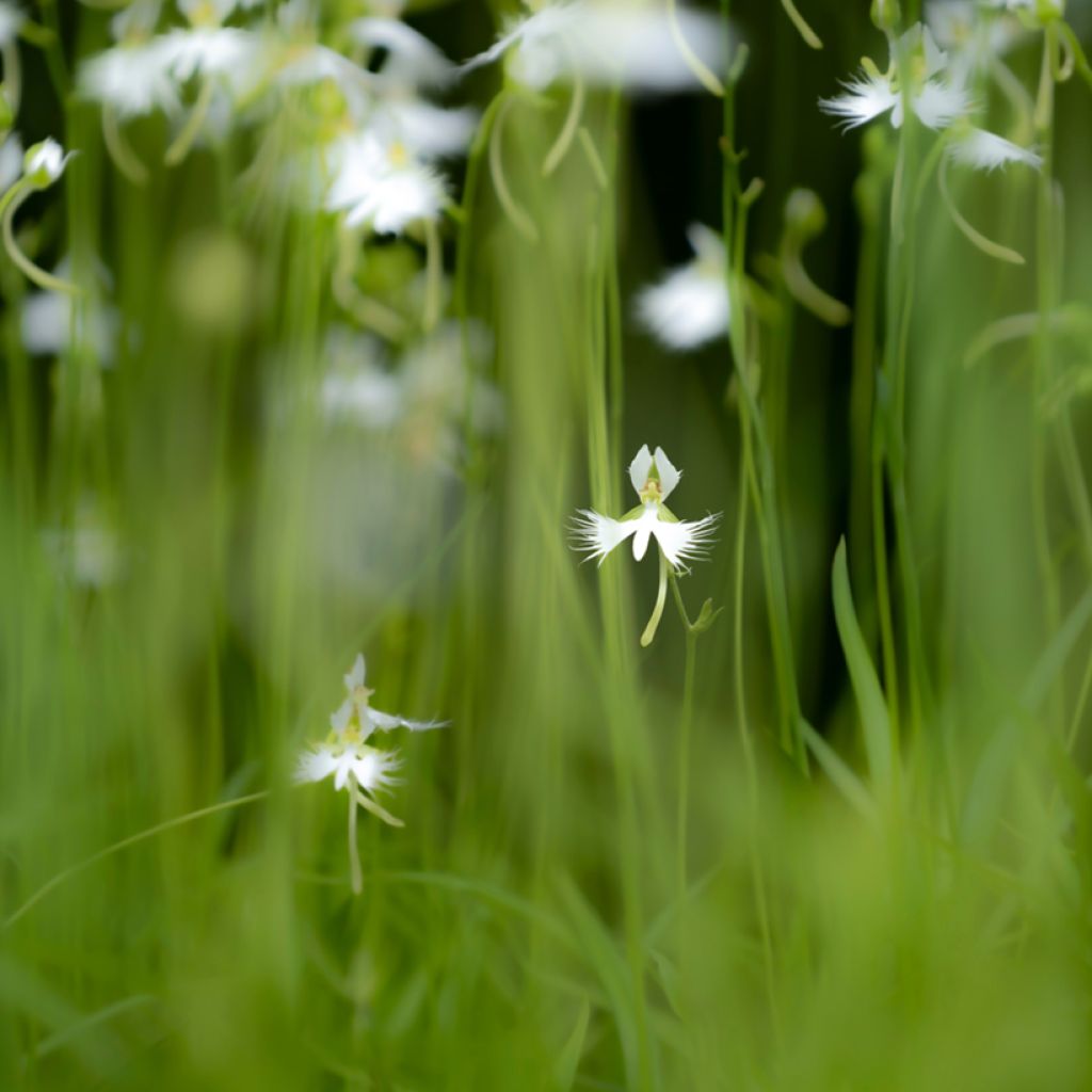 Habenaria radiata - Orchidée colombe