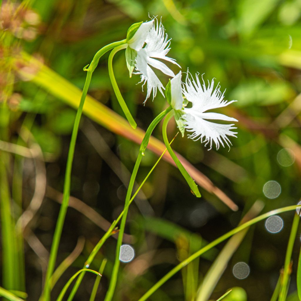 Habenaria radiata - Orchidée colombe