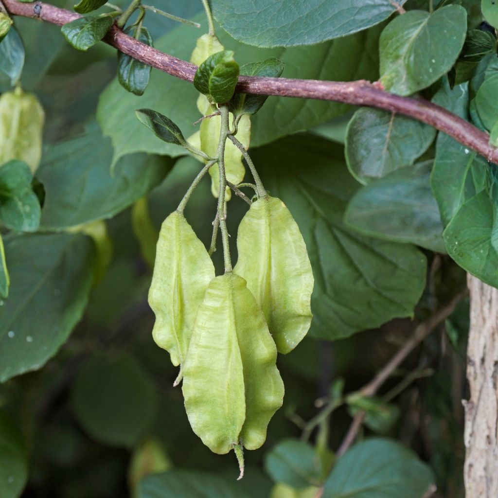 Halesia carolina - Arbre aux cloches d'argent