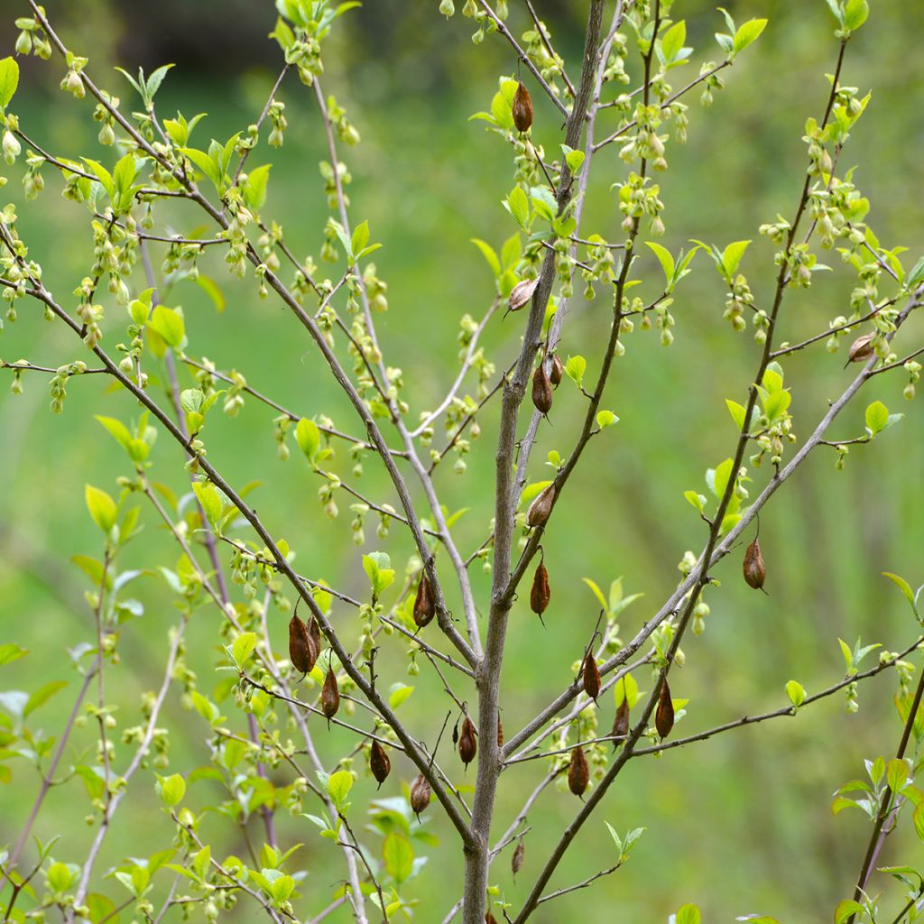 Halesia carolina - Arbre aux cloches d'argent