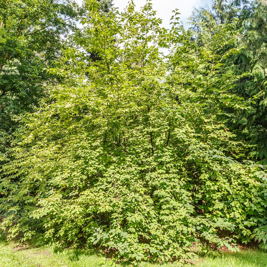 Halesia carolina var. monticola - Arbre aux cloches d'argent