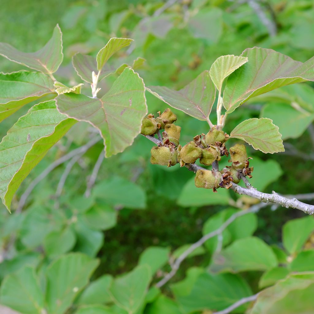Hamamelis intermedia Diane - Noisetier de Sorcière