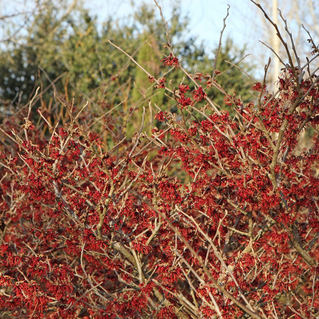 Hamamelis (x) intermedia Rubin - Noisetier de sorcière 