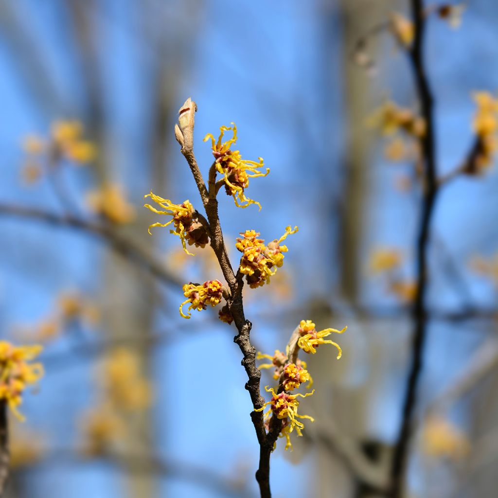 Hamamelis japonica Zuccariniana - Hamamélis du Japon