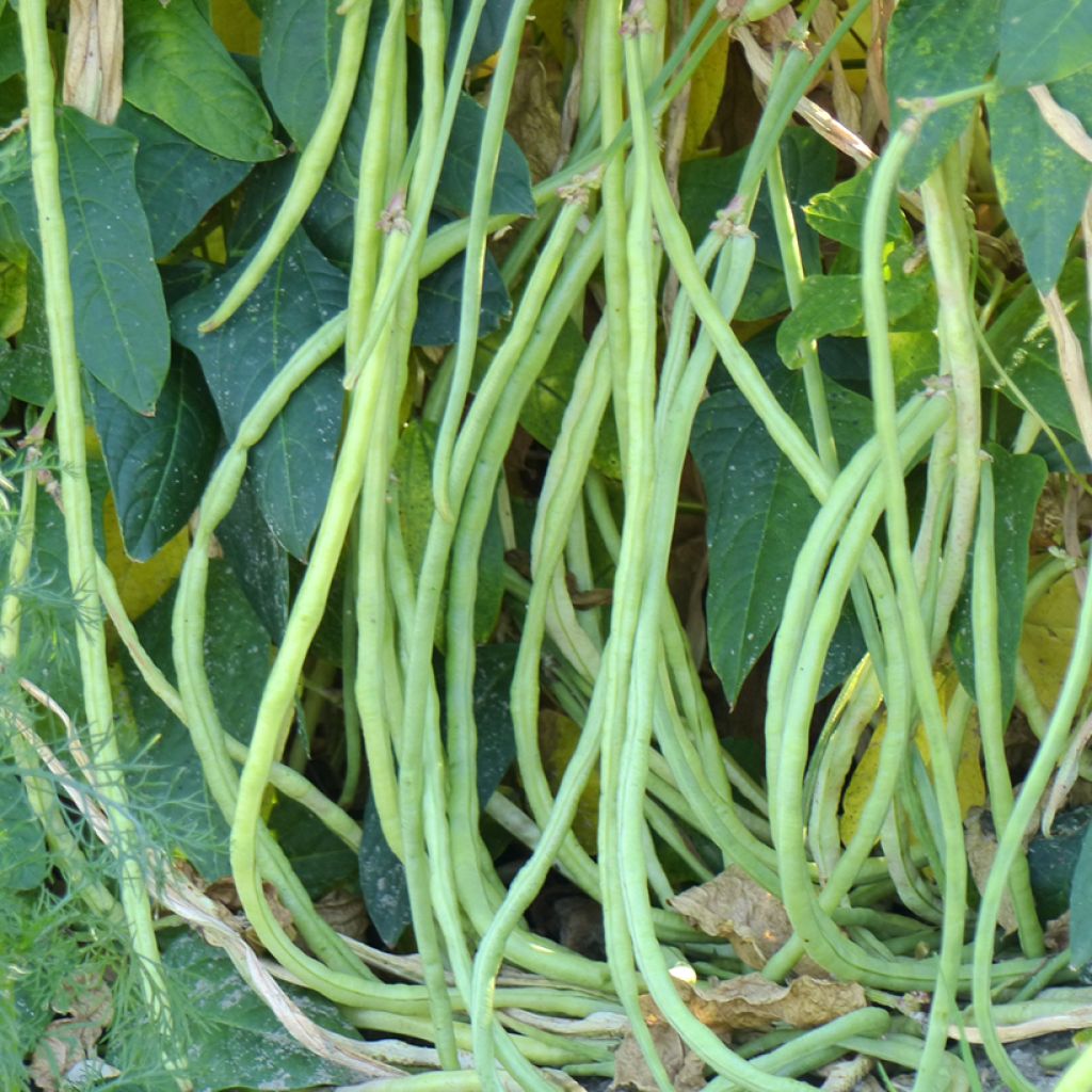Haricot Dolico del Metro - Haricot kilomètre