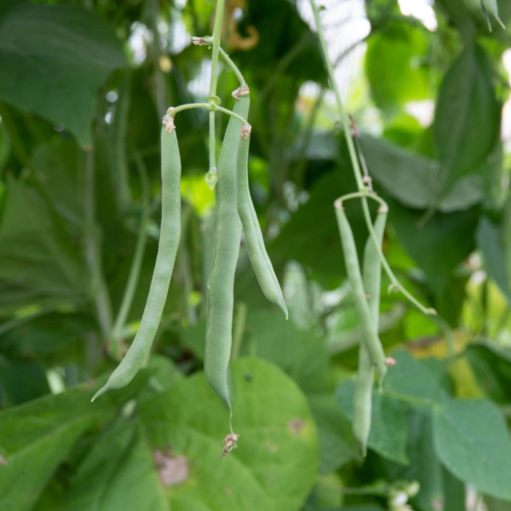 Haricot à rames mangetout Blue Lake White graines