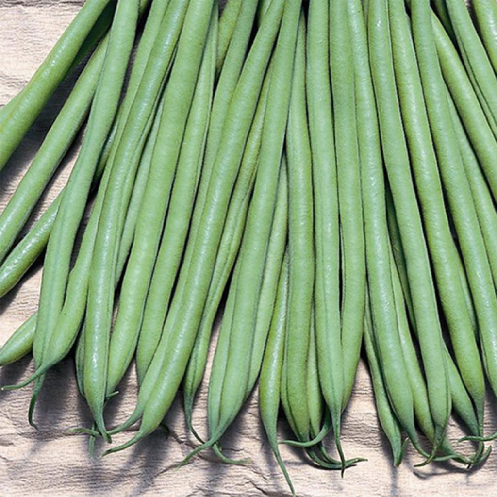 Haricot nain à filet Triomphe de Farcy