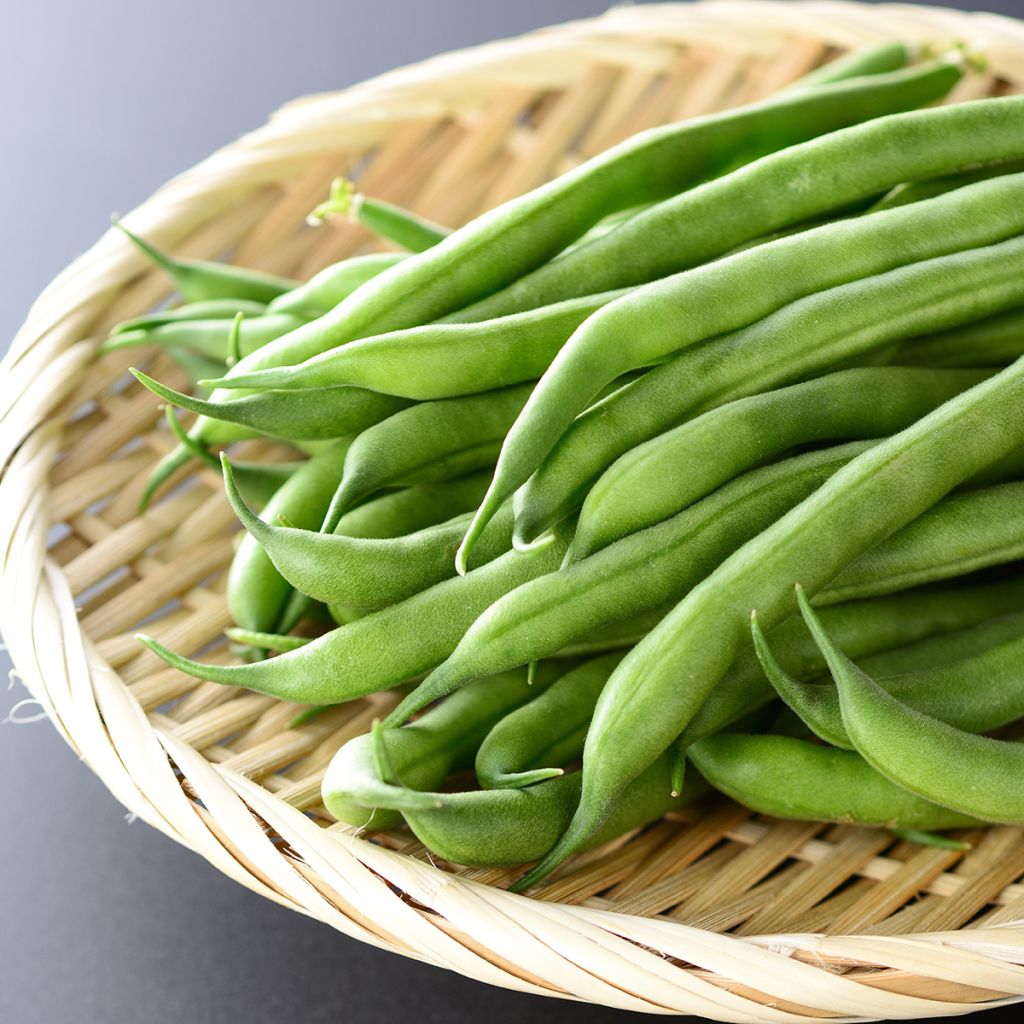 Haricot nain mangetout Argus