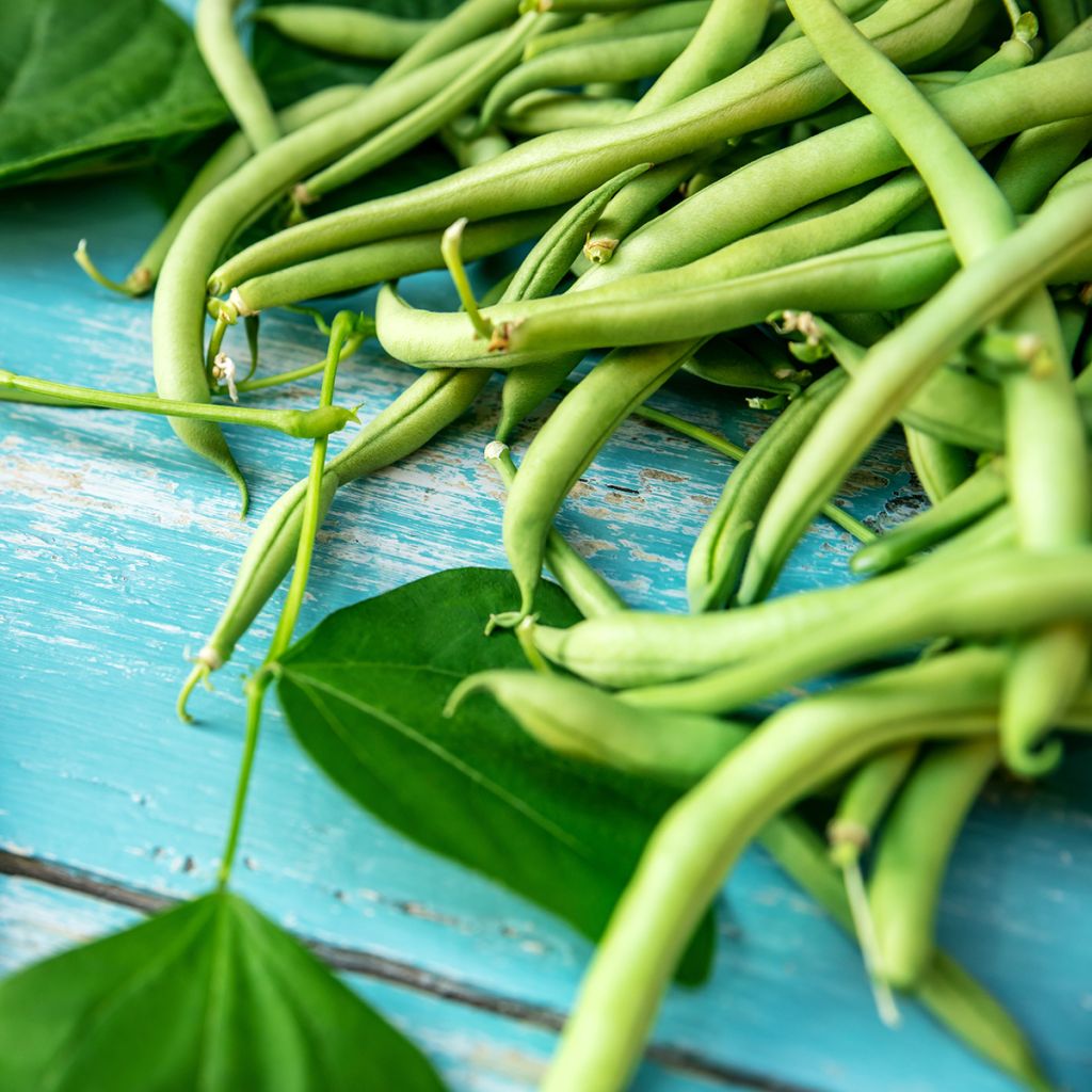 Haricot nain mangetout Argus