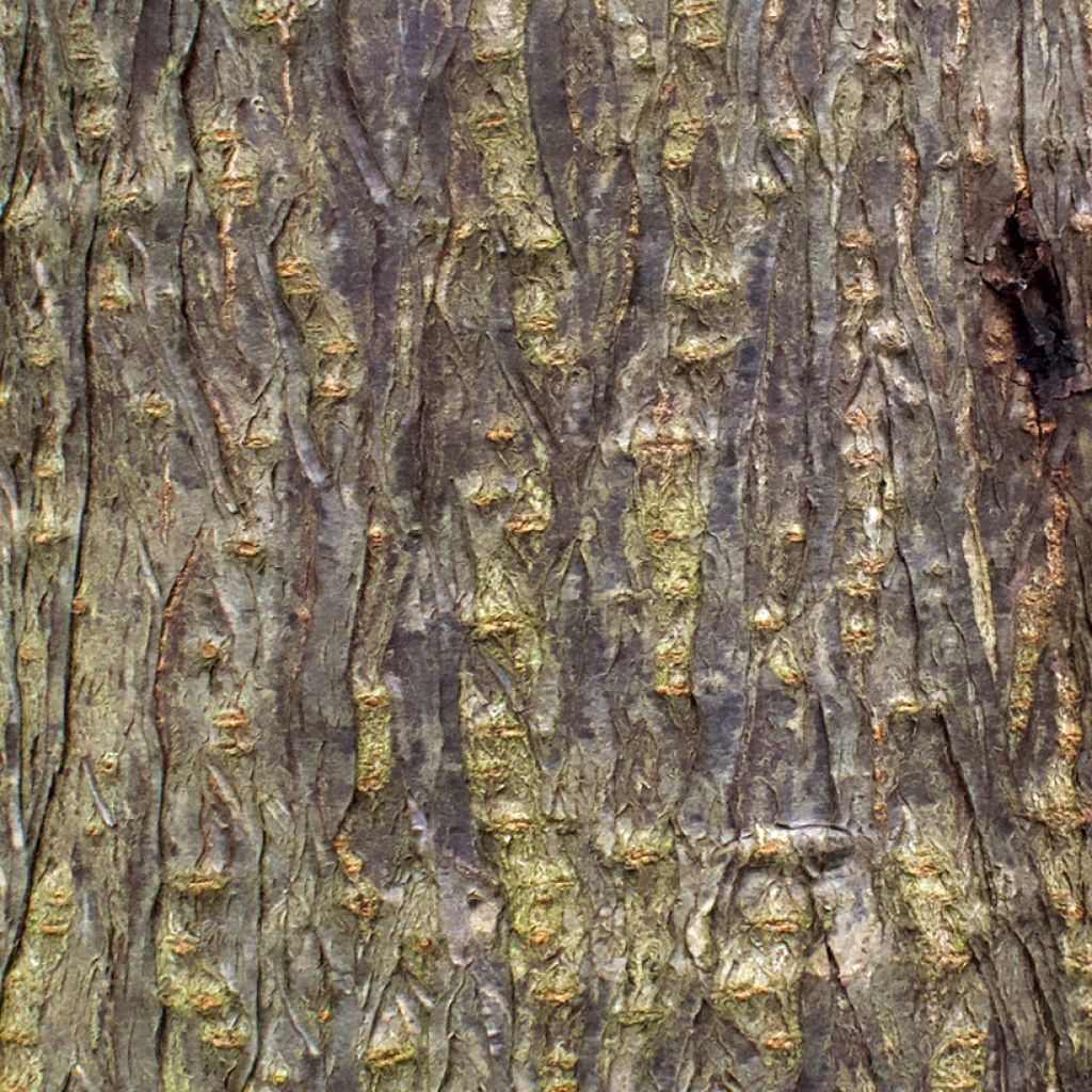 Harpephyllum caffrum