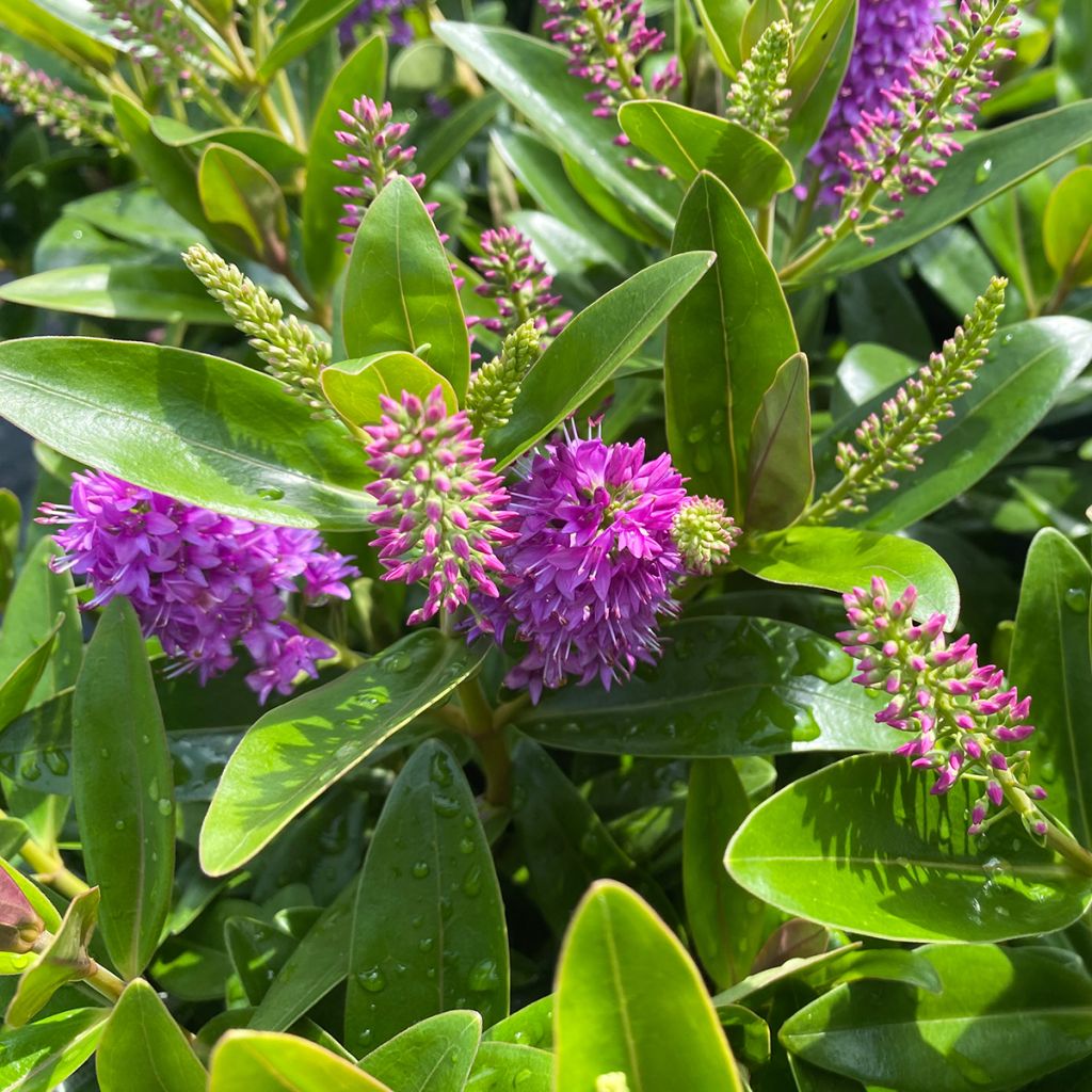 Hebe Linda  - Véronique arbustive