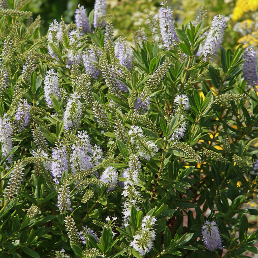 Hebe Wiri Image - Véronique arbustive
