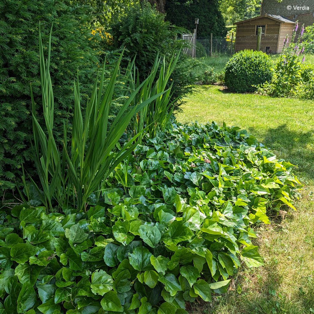 Lierre couvre-sol Hedera Algerian Bellecour®