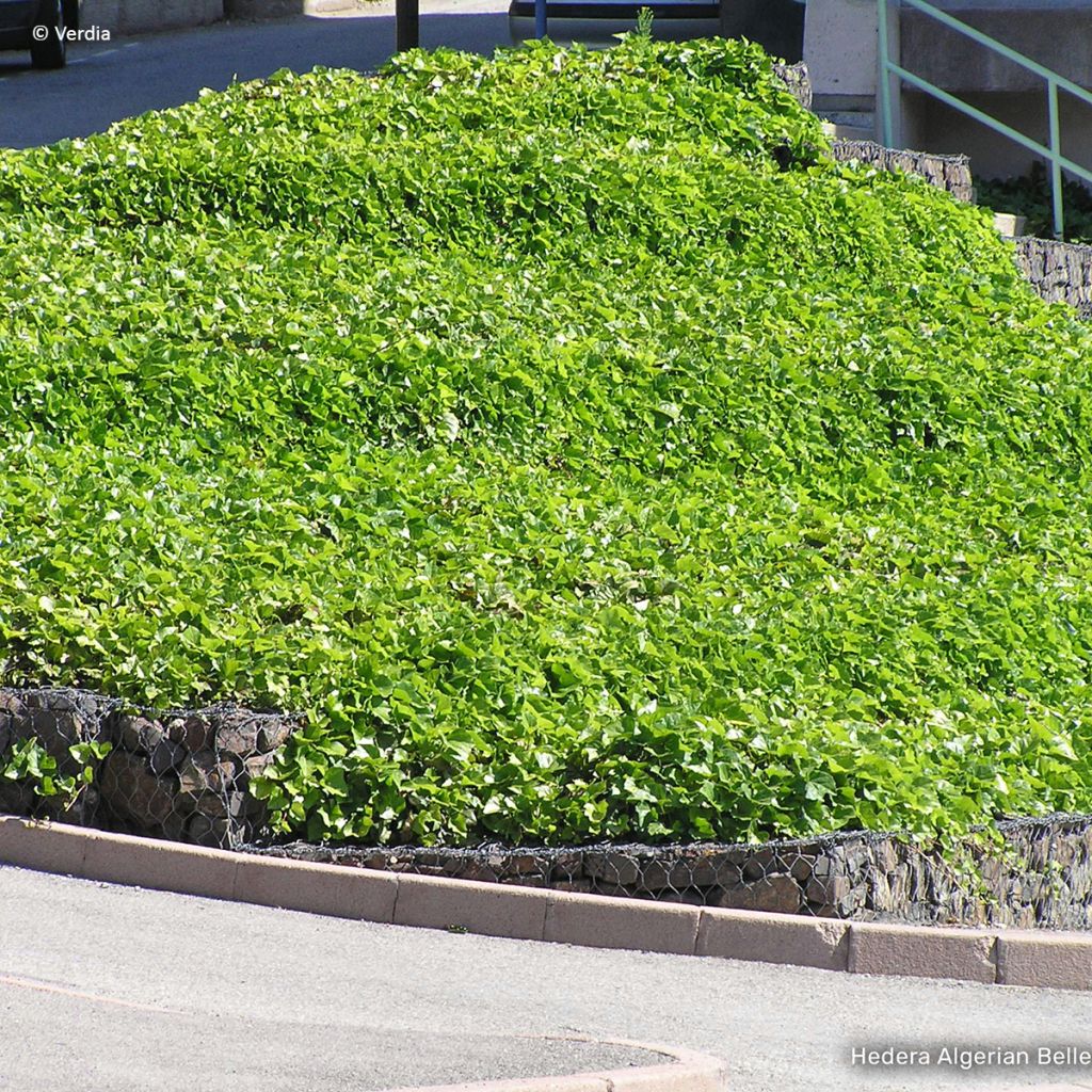 Lierre couvre-sol Hedera Algerian Bellecour®