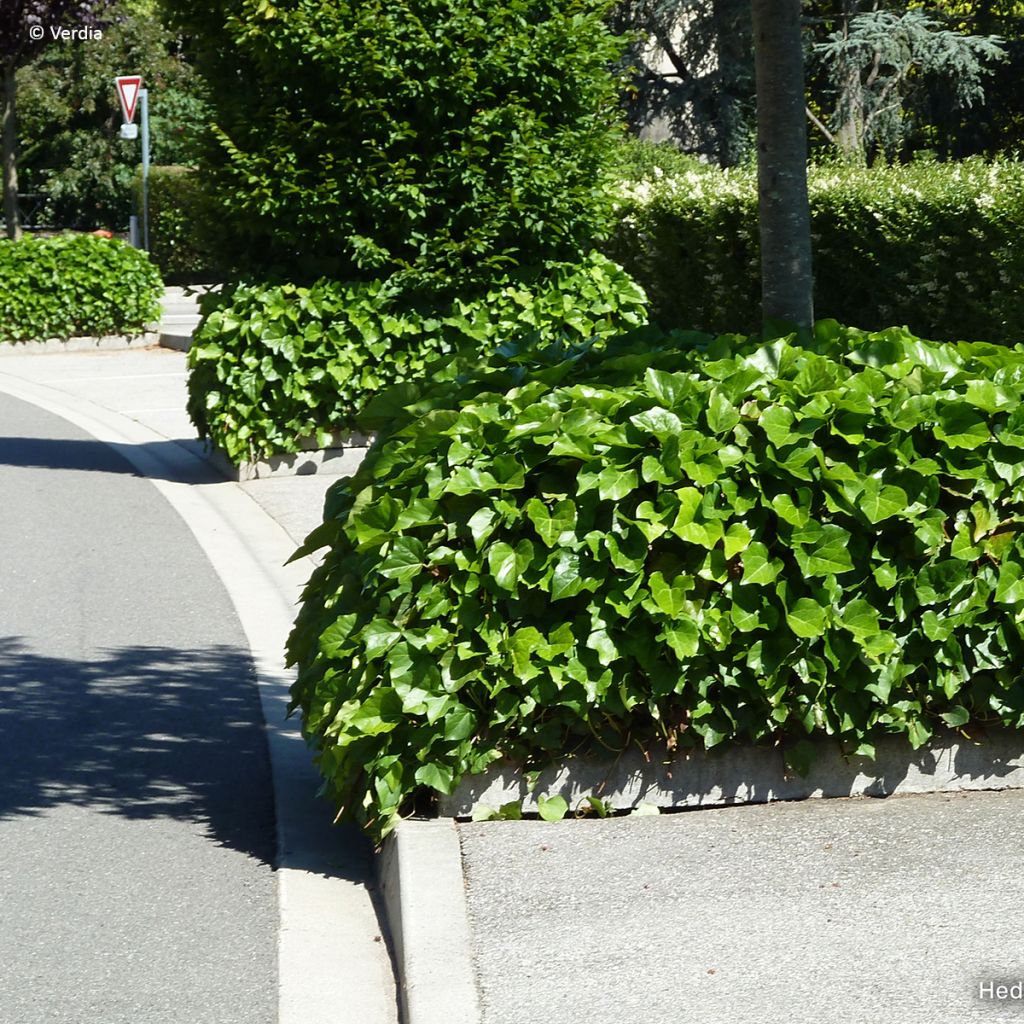 Lierre couvre-sol Hedera Algerian Bellecour®