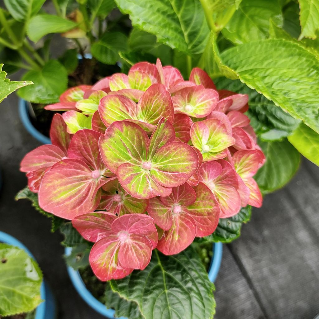 Helenium Ruby Tuesday - Hélénie rouge rubis