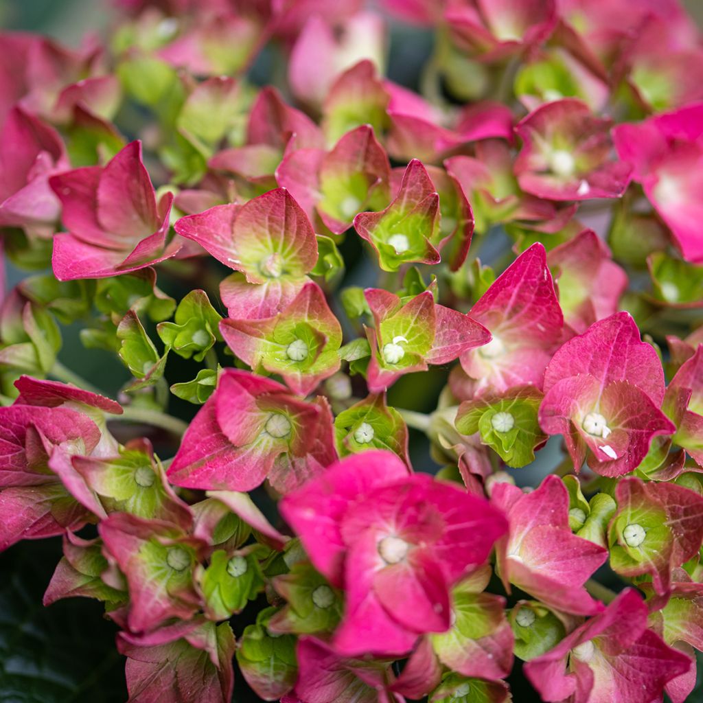 Helenium Ruby Tuesday - Hélénie rouge rubis