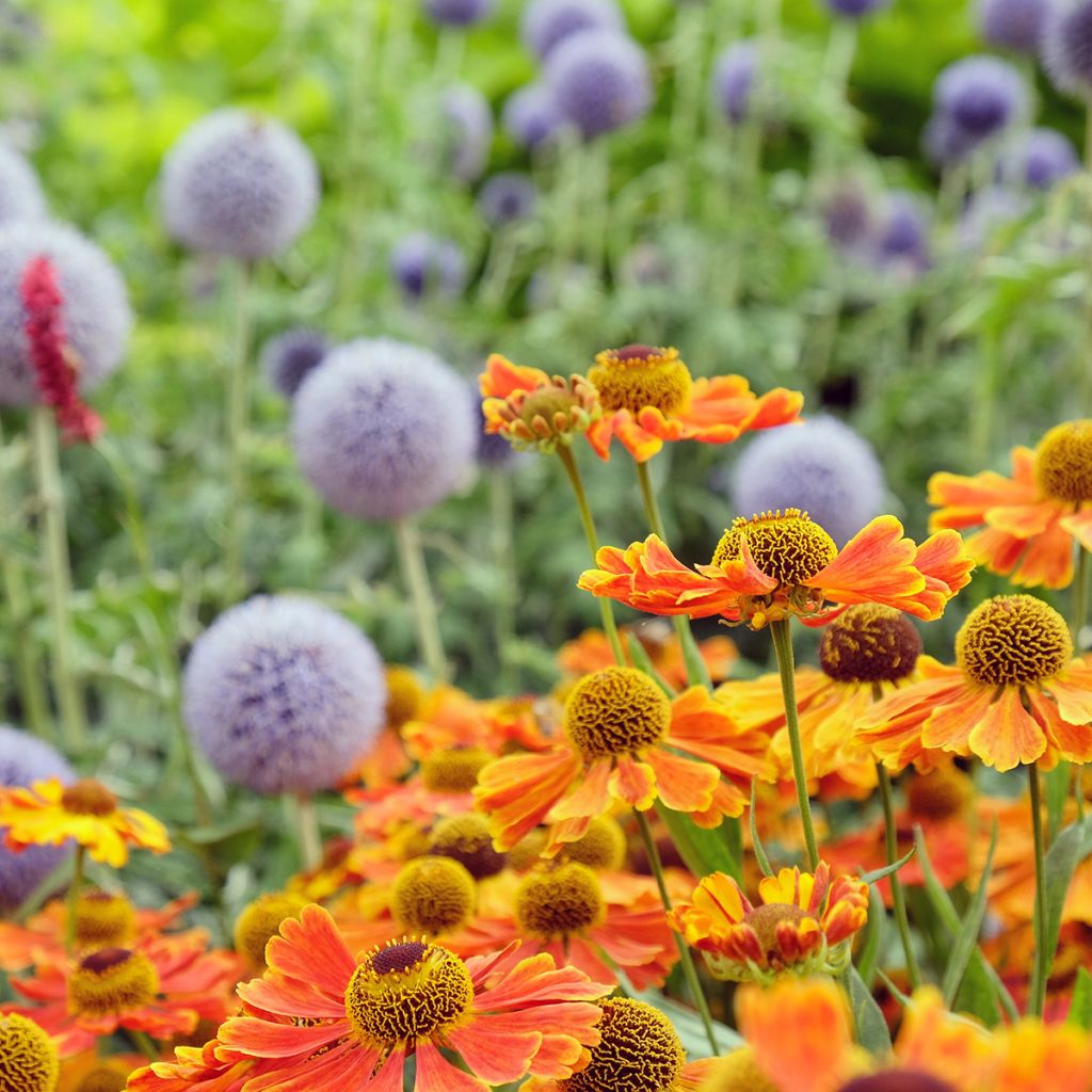 Hélénium Sahin's Early Flowerer - Hélénie multicolore