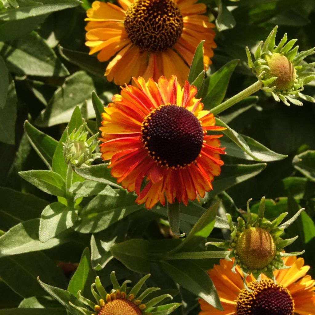 Helenium Short'n 'Sassy - Hélénie jaune orangé.
