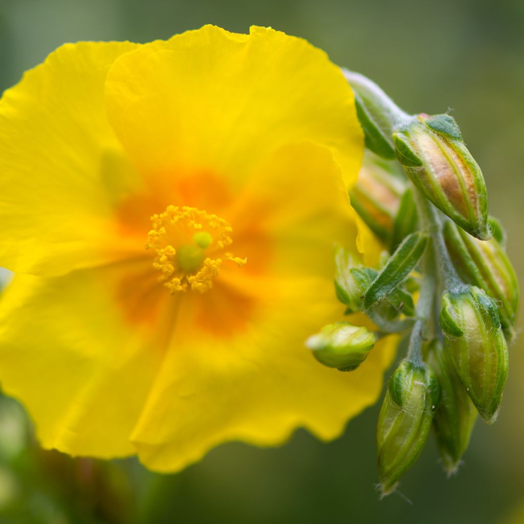 Helianthemum Ben Fhada - Hélianthème jaune vif à cœur orange