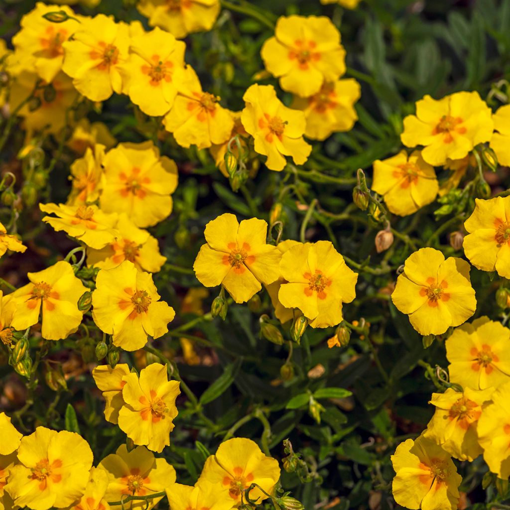 Helianthemum Ben Fhada - Hélianthème jaune vif à cœur orange