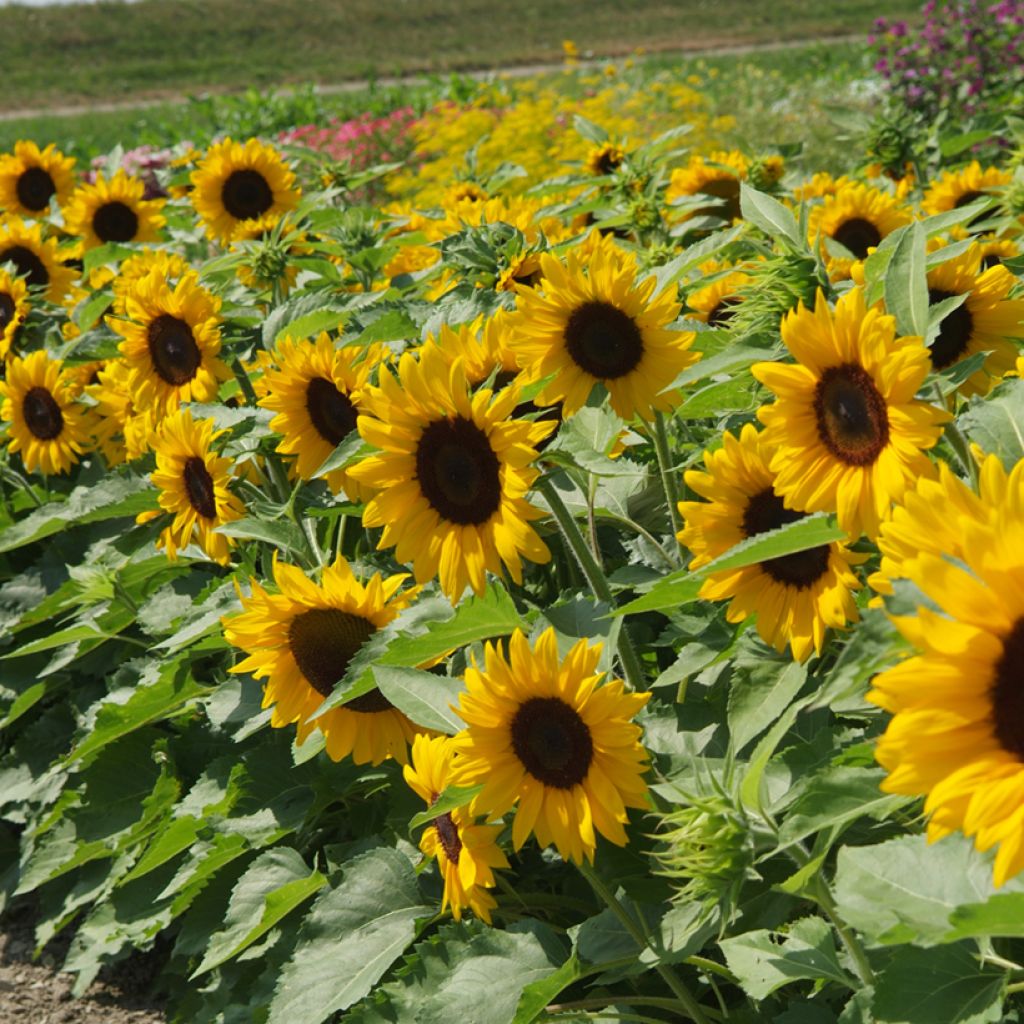 Graines de Tournesol nain Little Dorrit F1 - Helianthus annuus