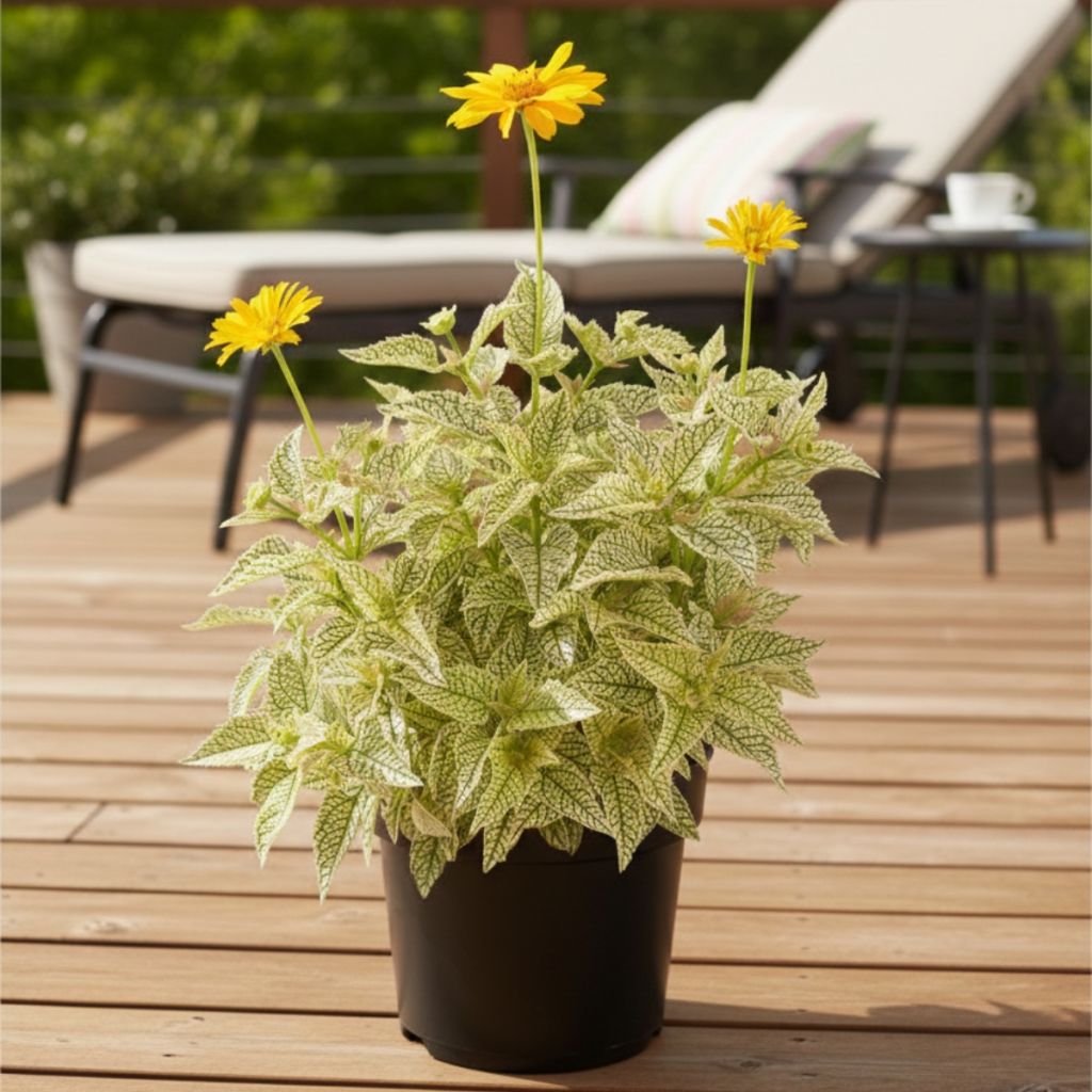 Heliopsis helianthoides Solar Flare - Héliopsis faux-héliante