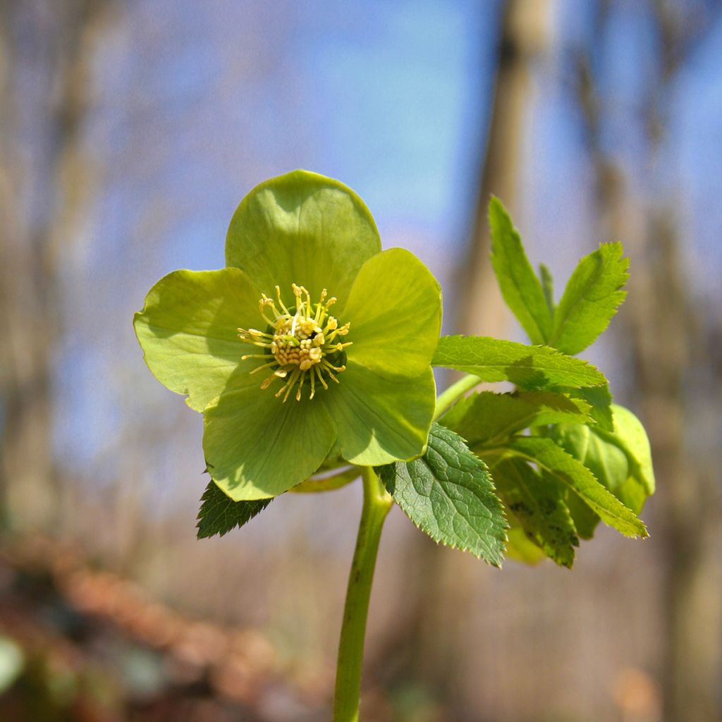 Hellébore Odorus