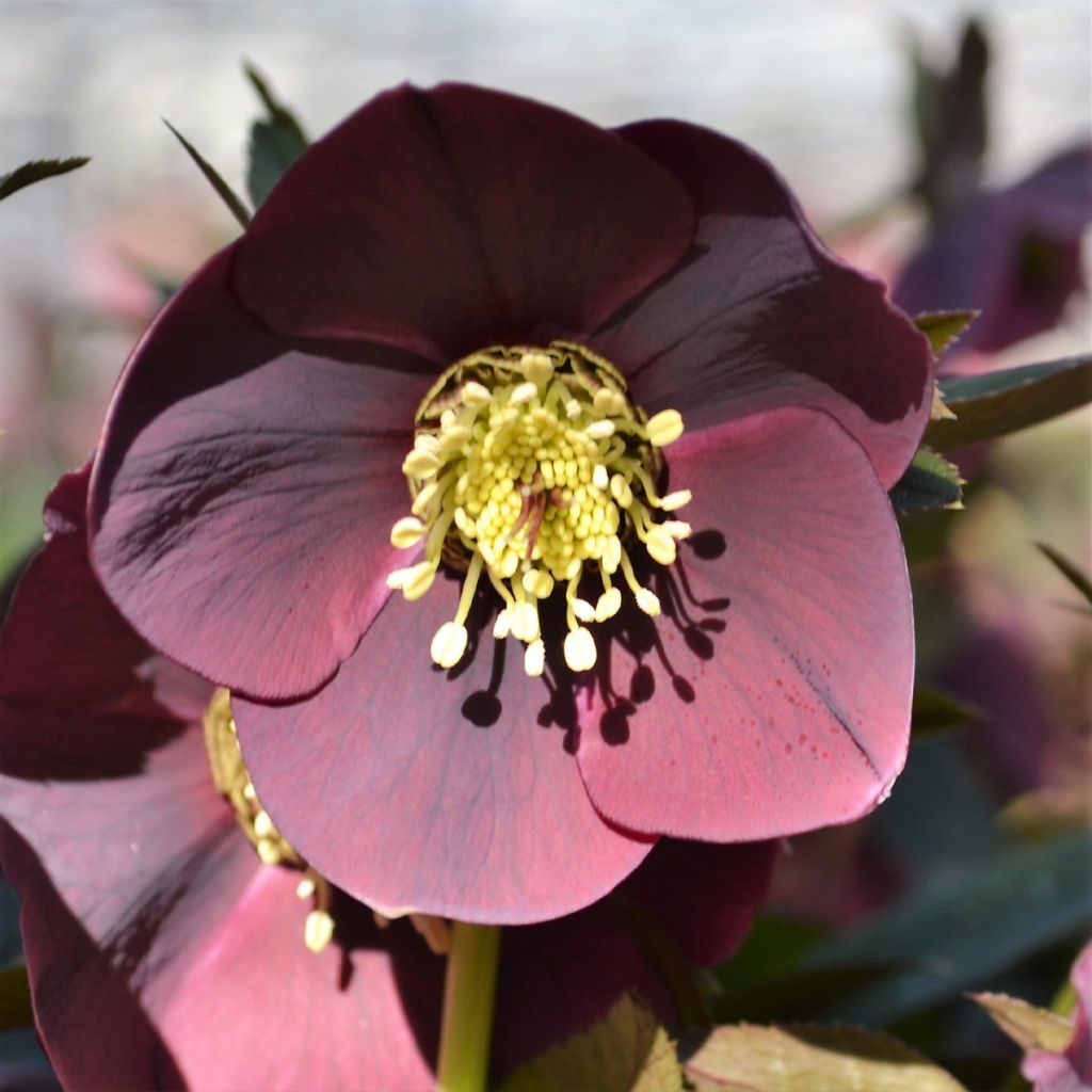 Hellébore ViV Carlotta - Helleborus orientalis