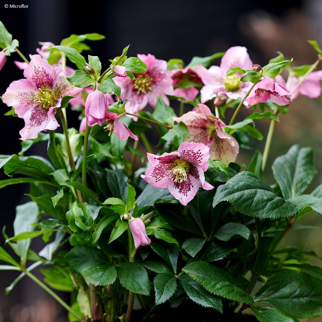 Hellébore ViV® Celestina - Helleborus orientalis