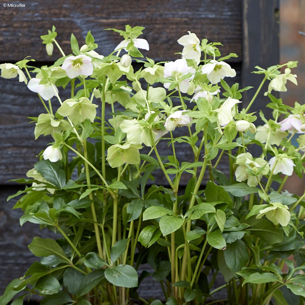 Hellébore ViV Rosa - Helleborus orientalis