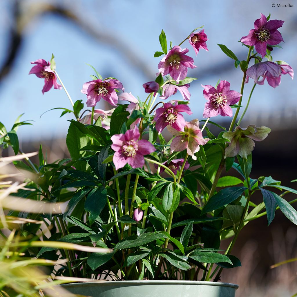 Hellébore ViV® Teresa - Helleborus orientalis