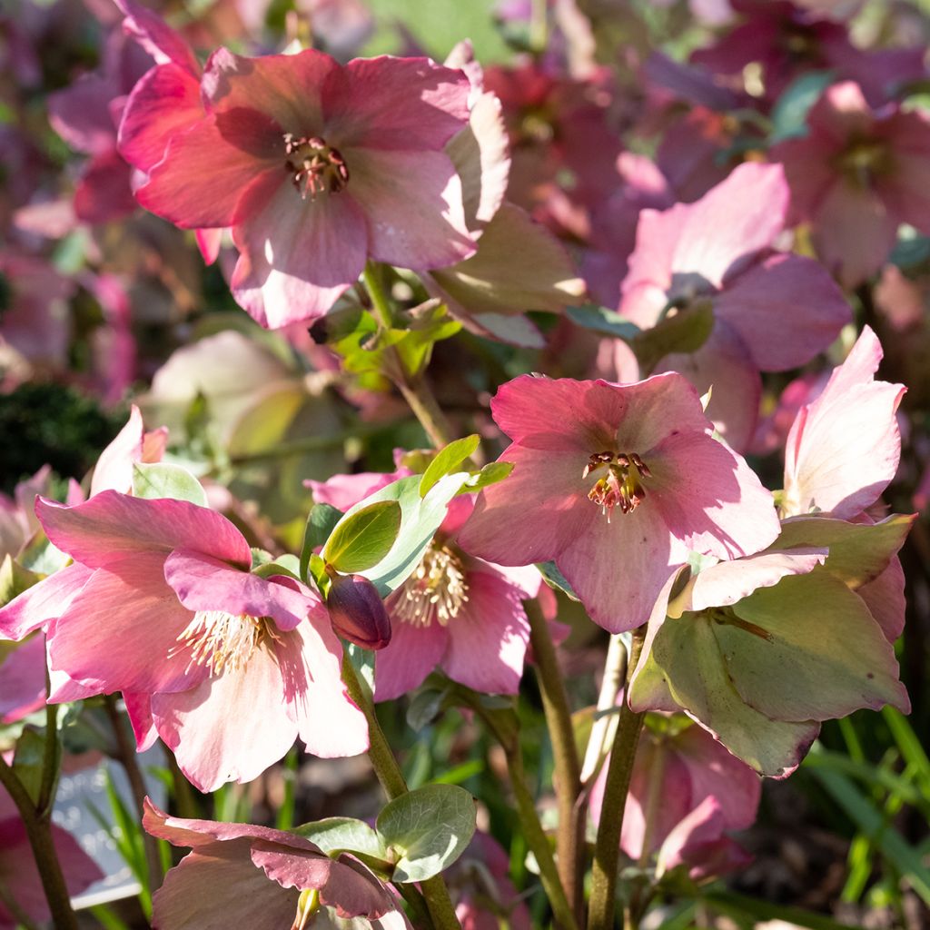 Hellebore Walberton's Rosemary - Rose de Noël hybride