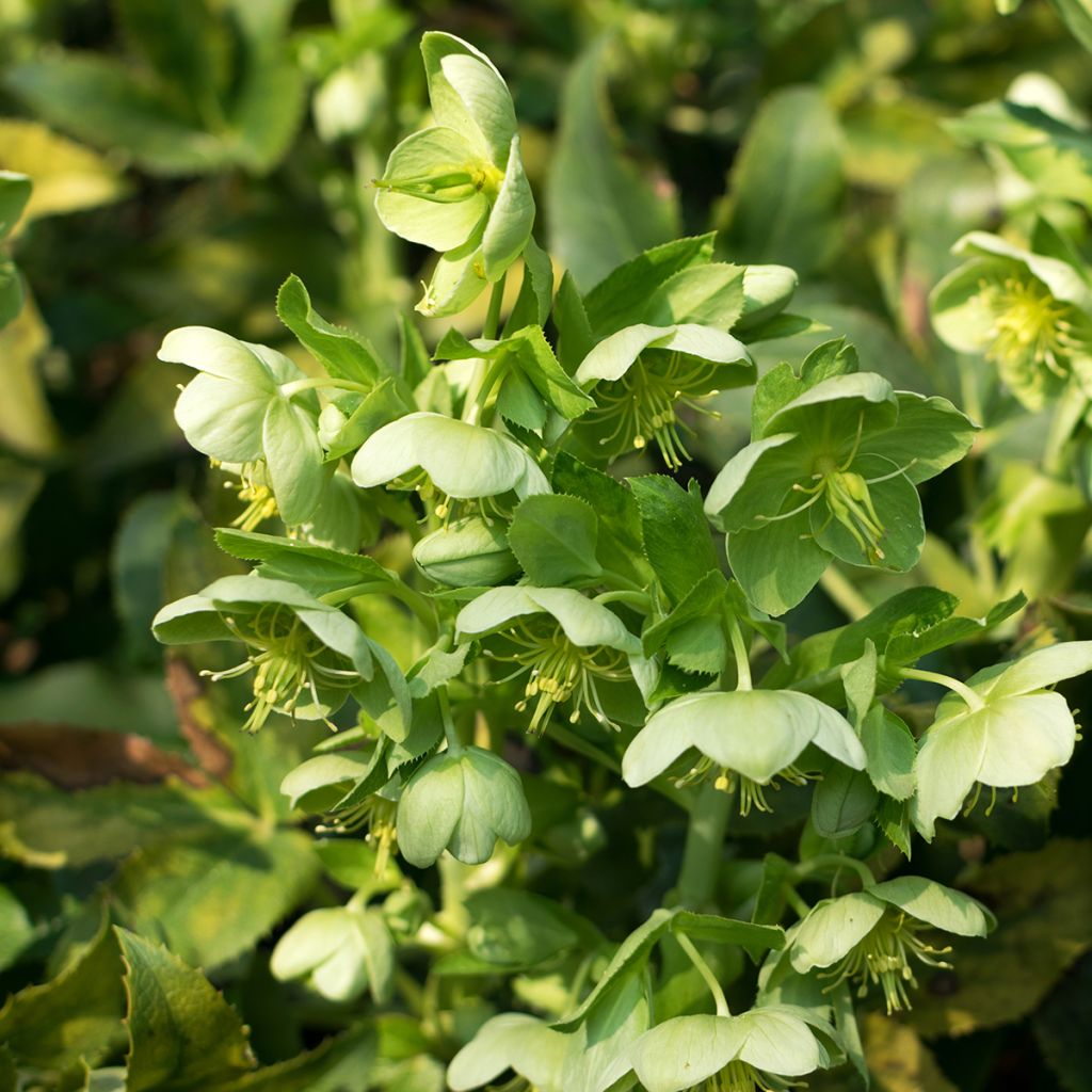 Hellébore dumetorum