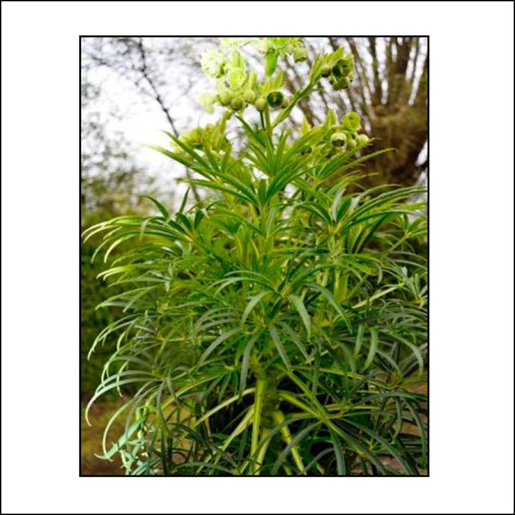 Hellébore foetidus Bowles Form