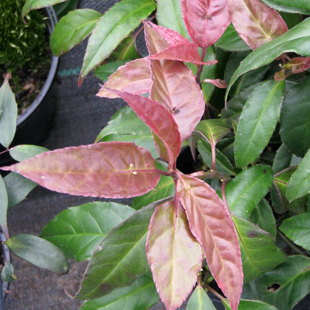 Helwingia chinensis femelle