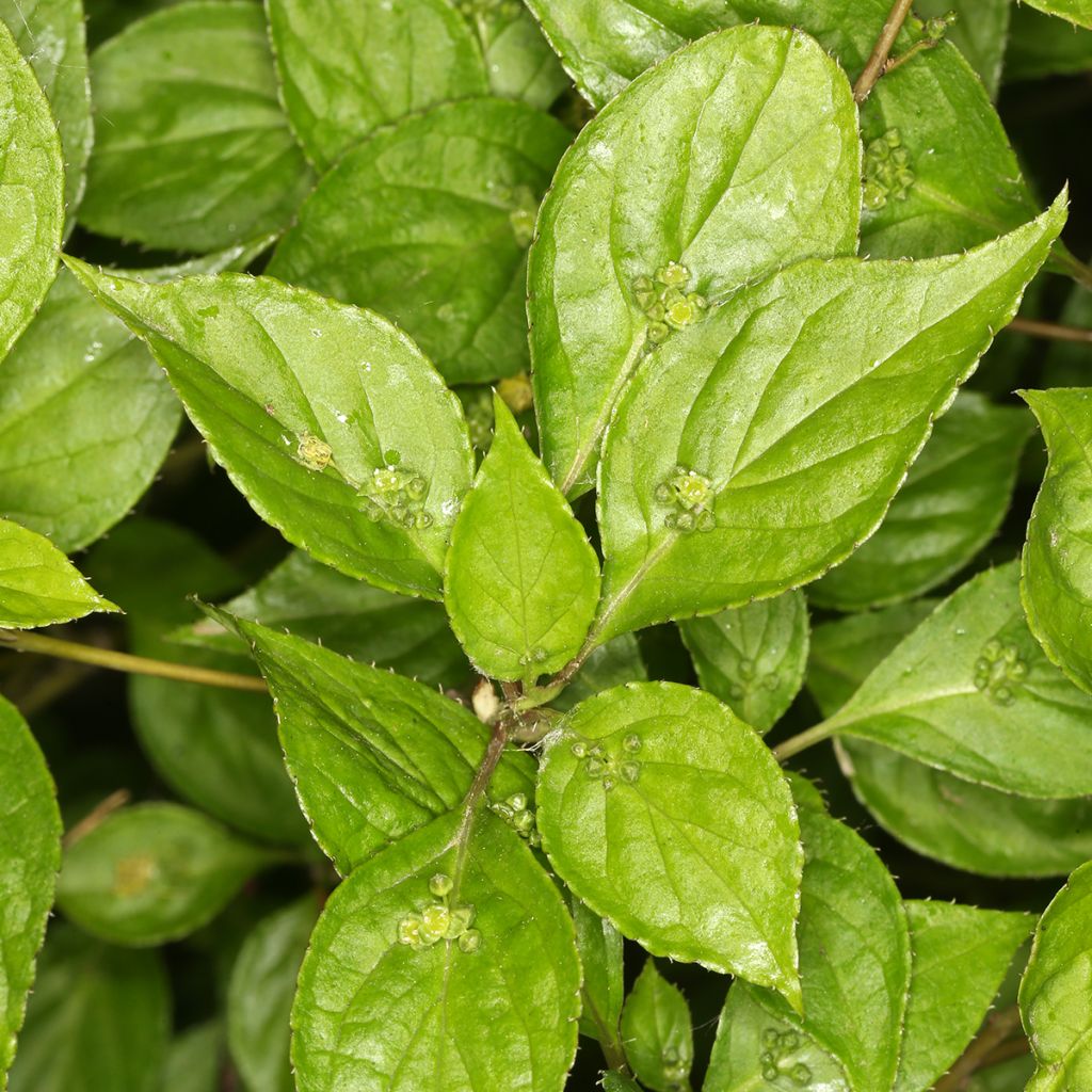 Helwingia japonica mâle