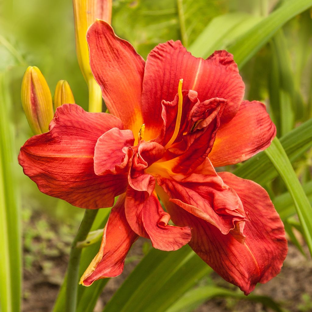 Hémérocalle Highland Lord - Lis d'un Jour double, rouge rubis