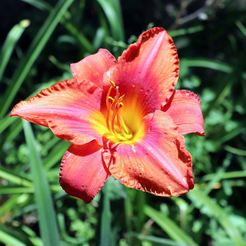 Hémérocalle South Seas - Lis d'un jour orange corail vif