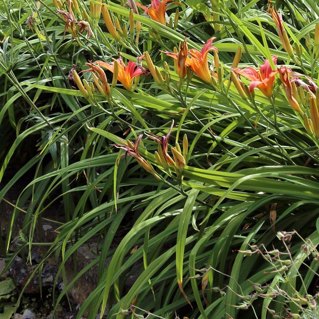 Hémérocalle fulva - Lis d'un jour