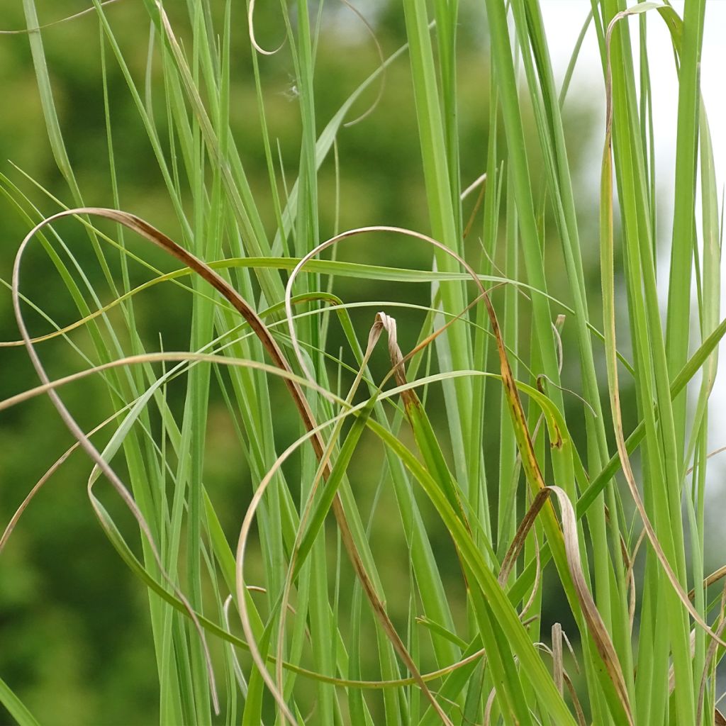 Herbe de la Pampa - Cortaderia selloana