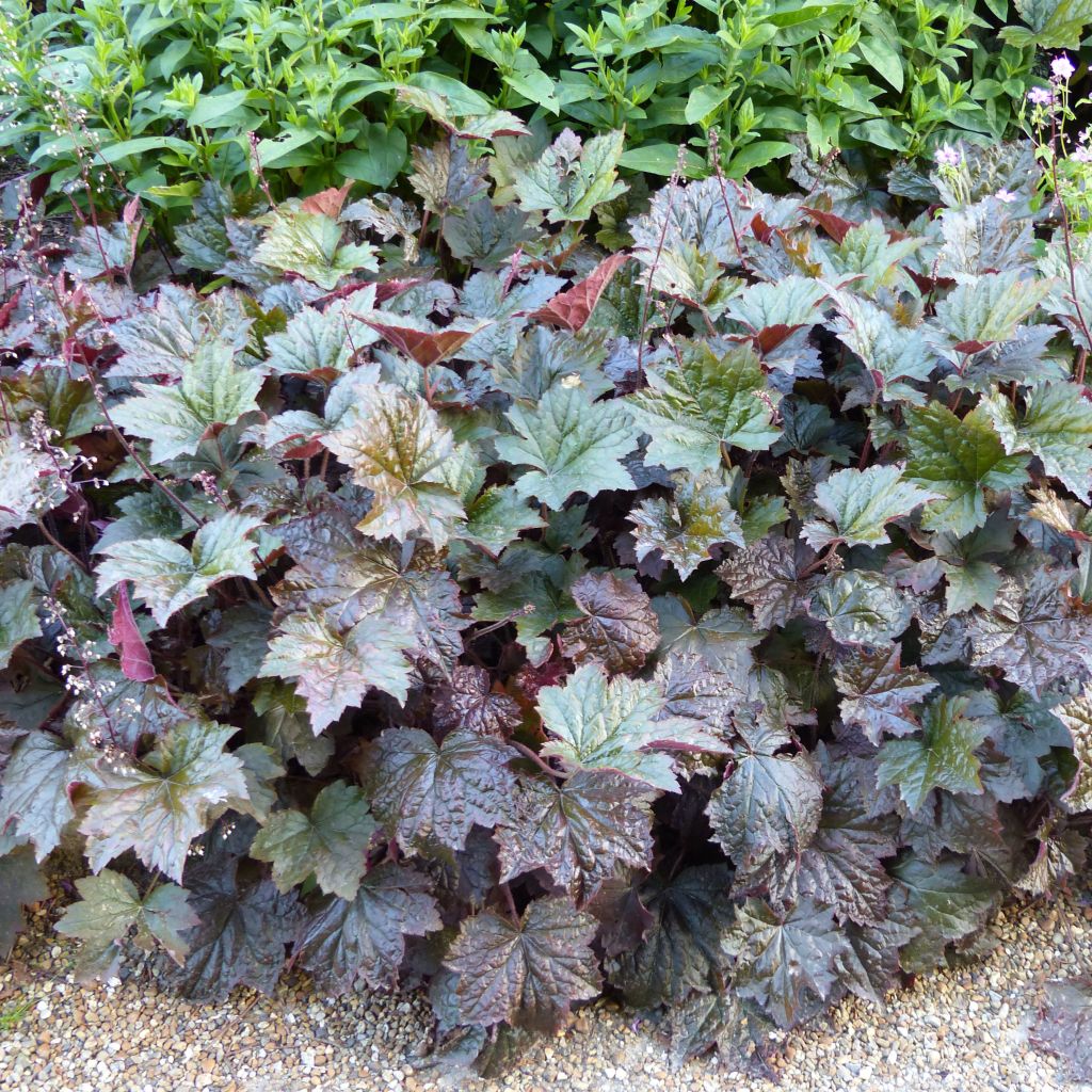Heuchera micrantha Palace Purple - Heuchère pourpre 